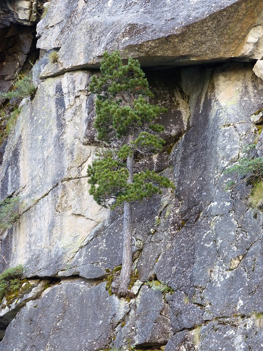 tree-2743254_960_720
